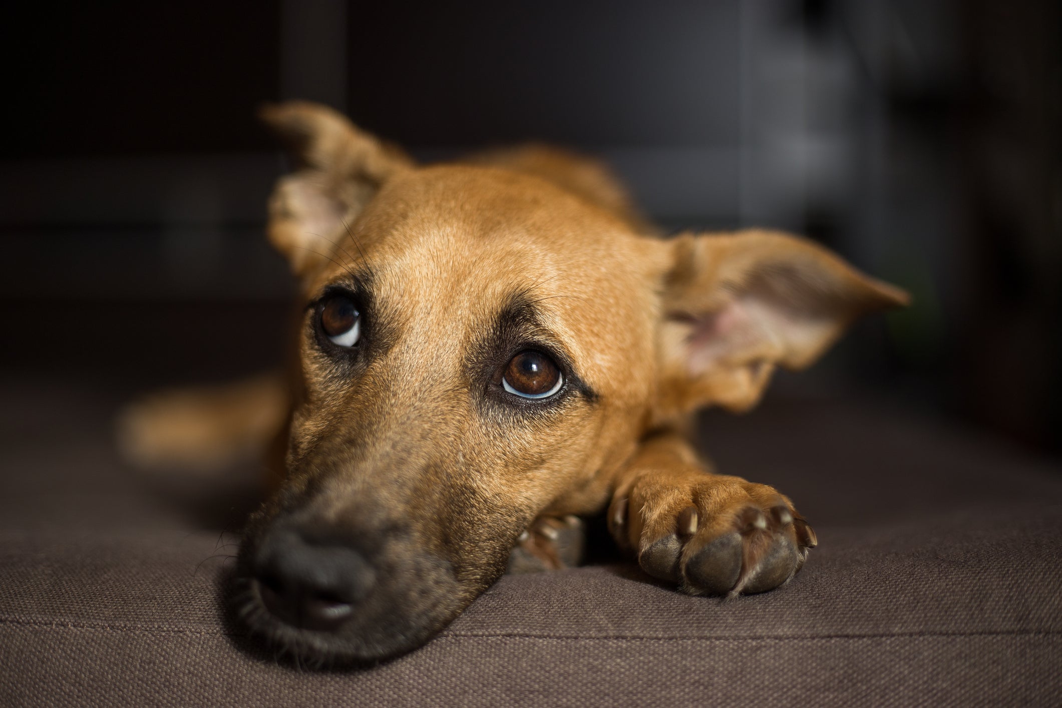 Experiências traumáticas e negativas podem influenciar na personalidade de um cachorro filhote