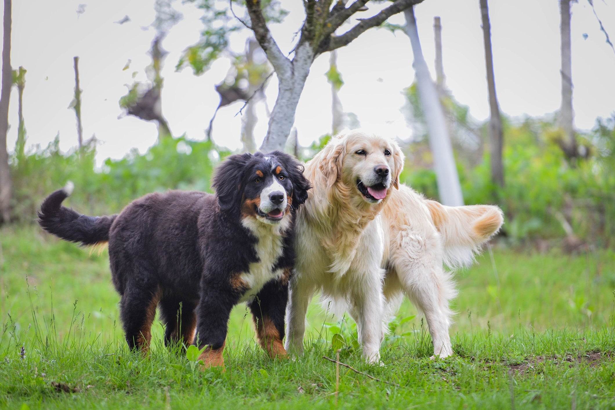 O cachorro adulto também se beneficia com a socialização