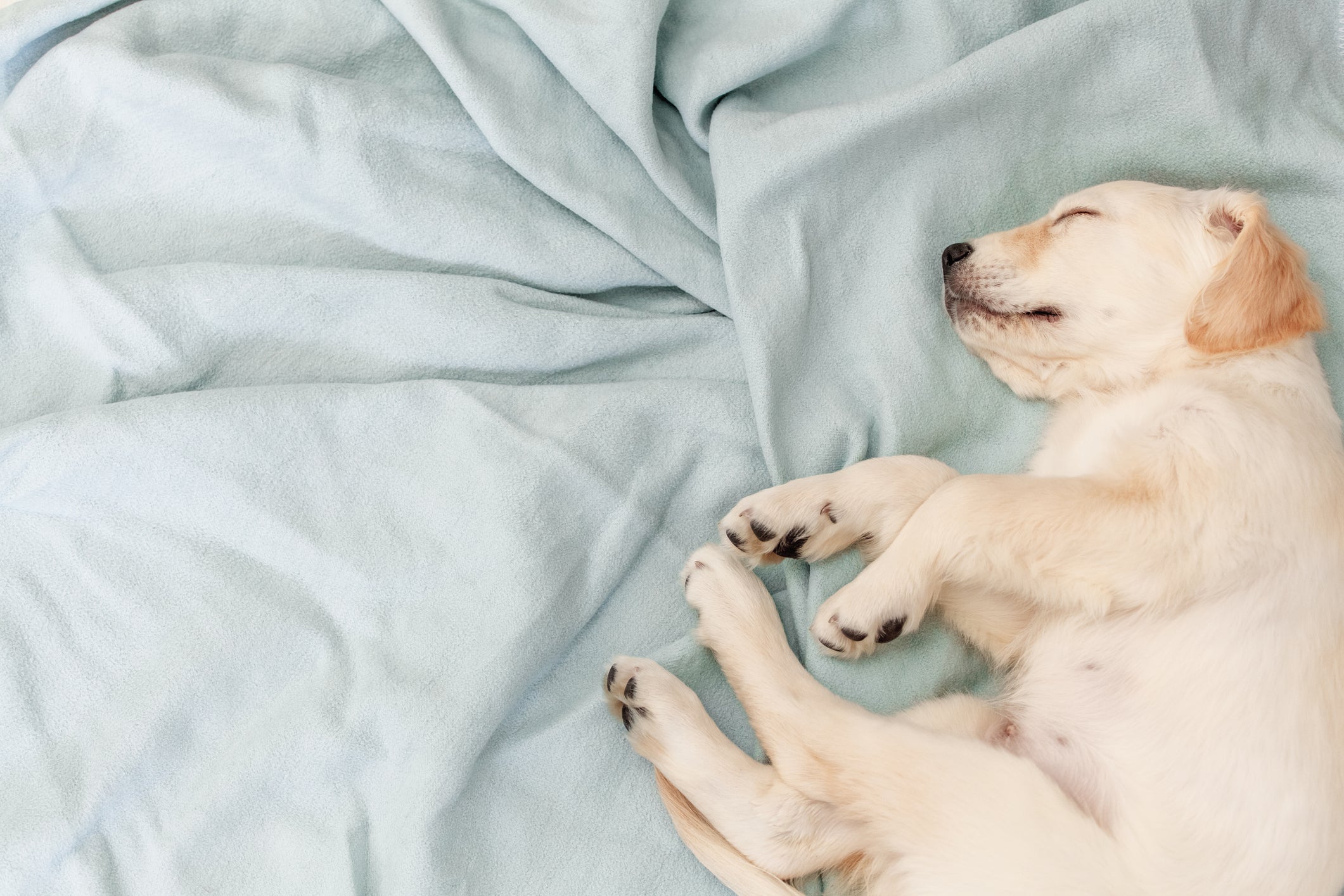 Com a rotina agitada, é normal que o cachorro sinta mais sono