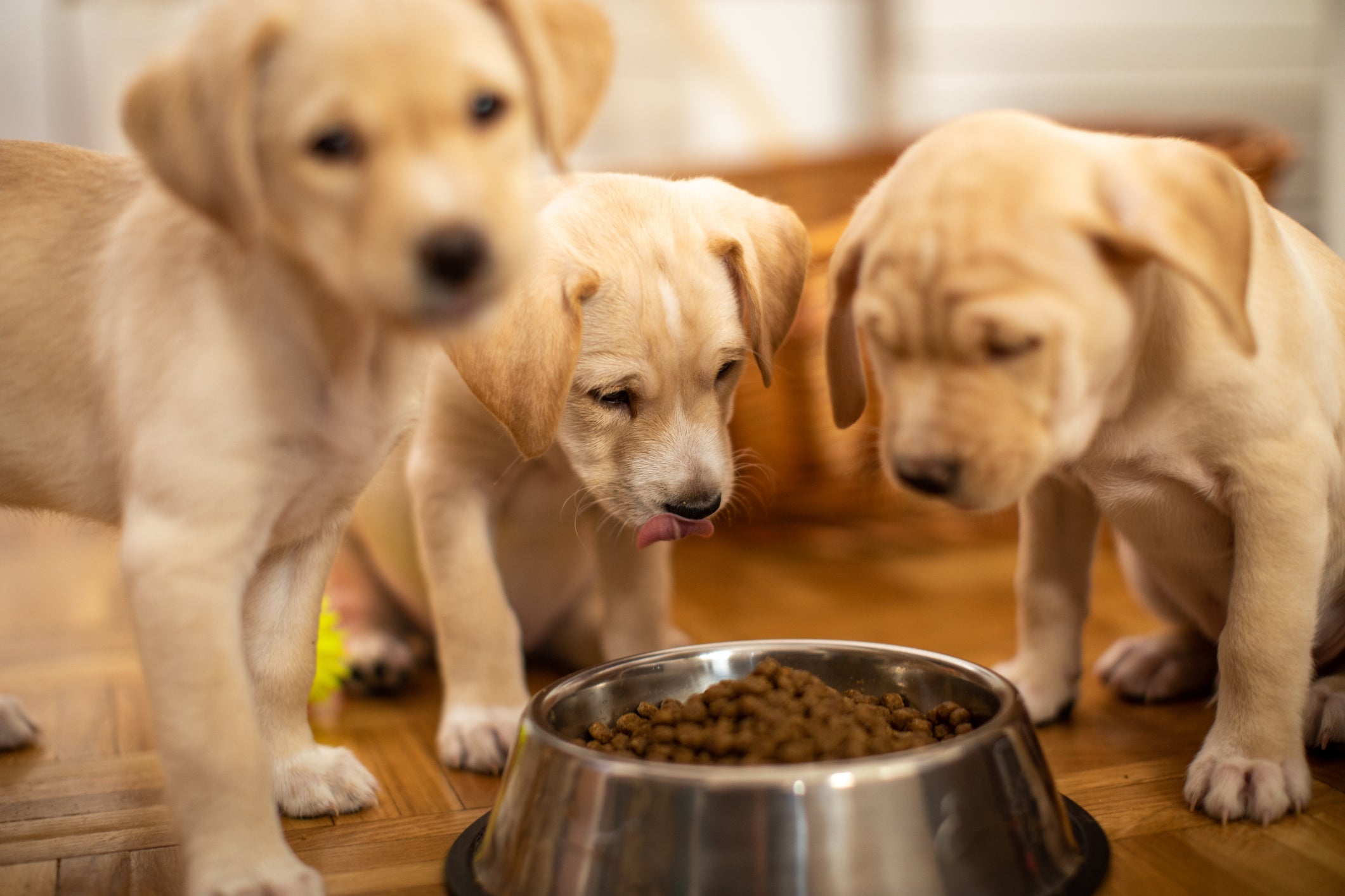 Saiba quando introduzir ração à alimentação do filhote de cachorro