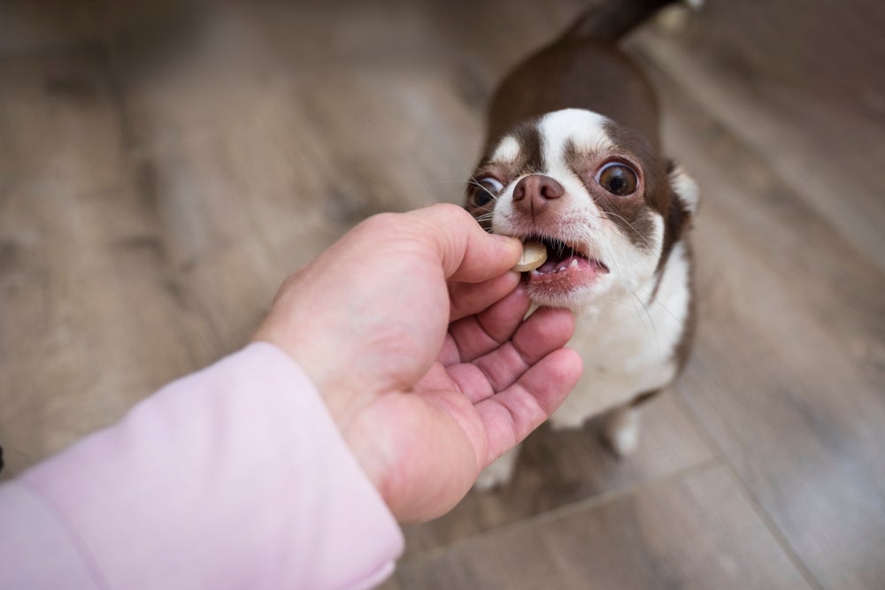 O cachorro filhote precisa tomar vermífugo para cães nos primeiros meses da vida.