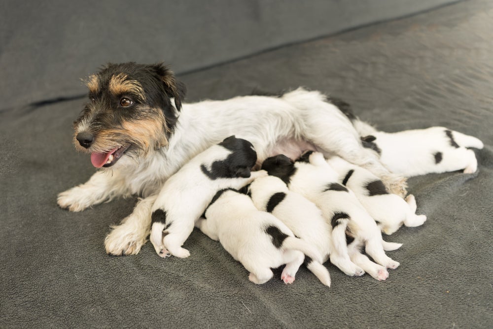 No início da vida, filhotes de cachorro se alimentam do leite materno