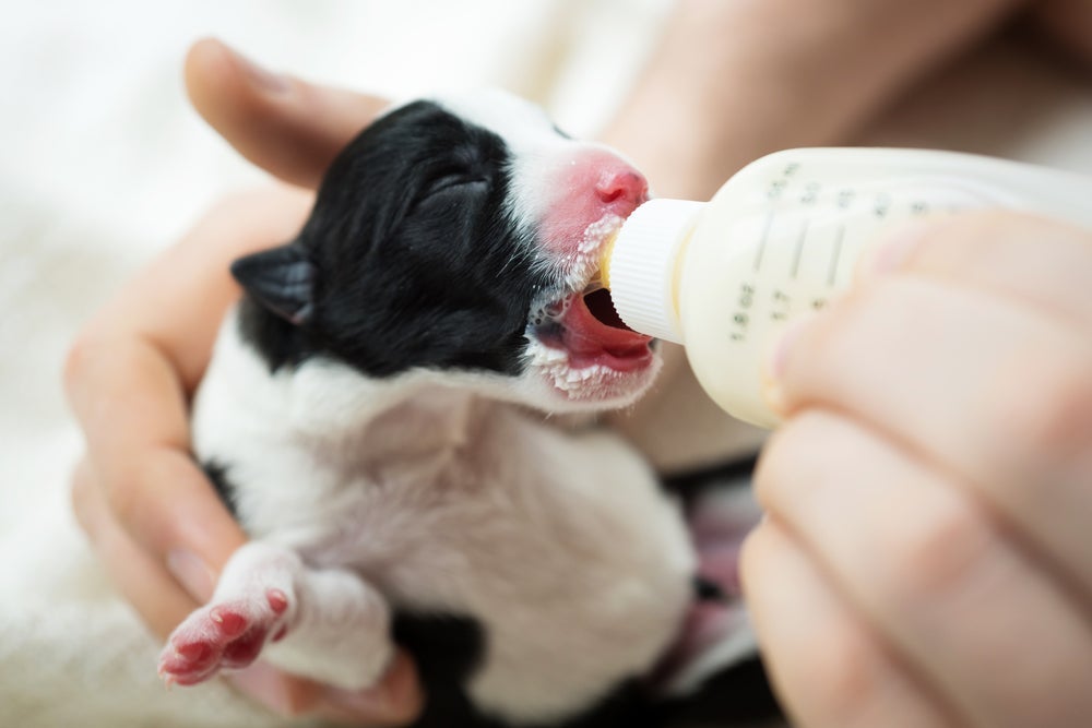 O filhote de cachorro pode se alimentar de leite artificial, se estiver sem a mãe