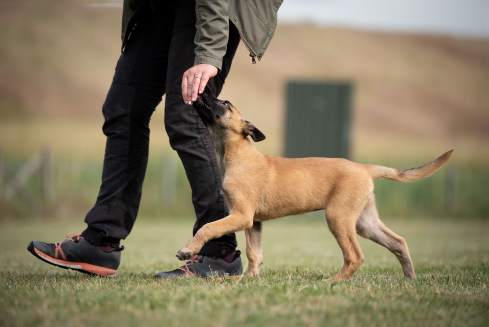 O filhote de cachorro precisa aprender a andar lado a lado com o dono