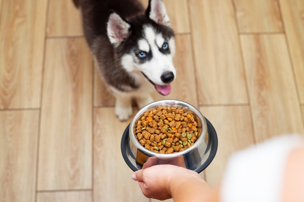 A quantidade de ração para cachorro filhote pode variar