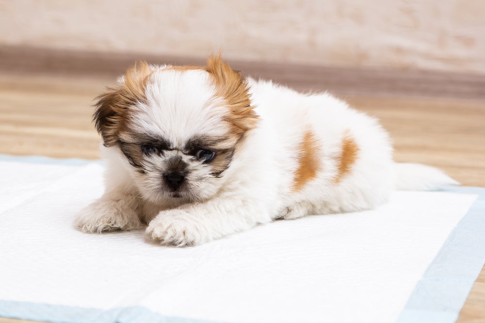 O filhote de cachorro aprende a usar o tapetinho logo cedo