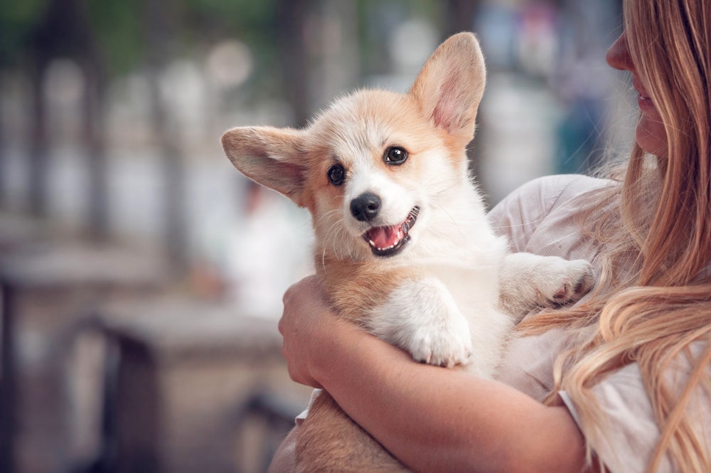 Um filhote de cachorro precisa de uma cama quentinha e outros acessórios para ter conforto nessa primeira fase da vida