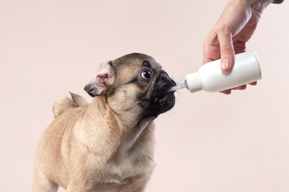 Filhote que não mama: o uso de leite artificial pode ajudar a manter a nutrição do cãozinho