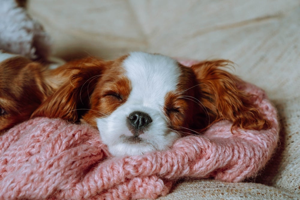 O filhote de cachorro pode ter dificuldade para dormir à noite toda, mas algumas artimanhas ajudam nisso