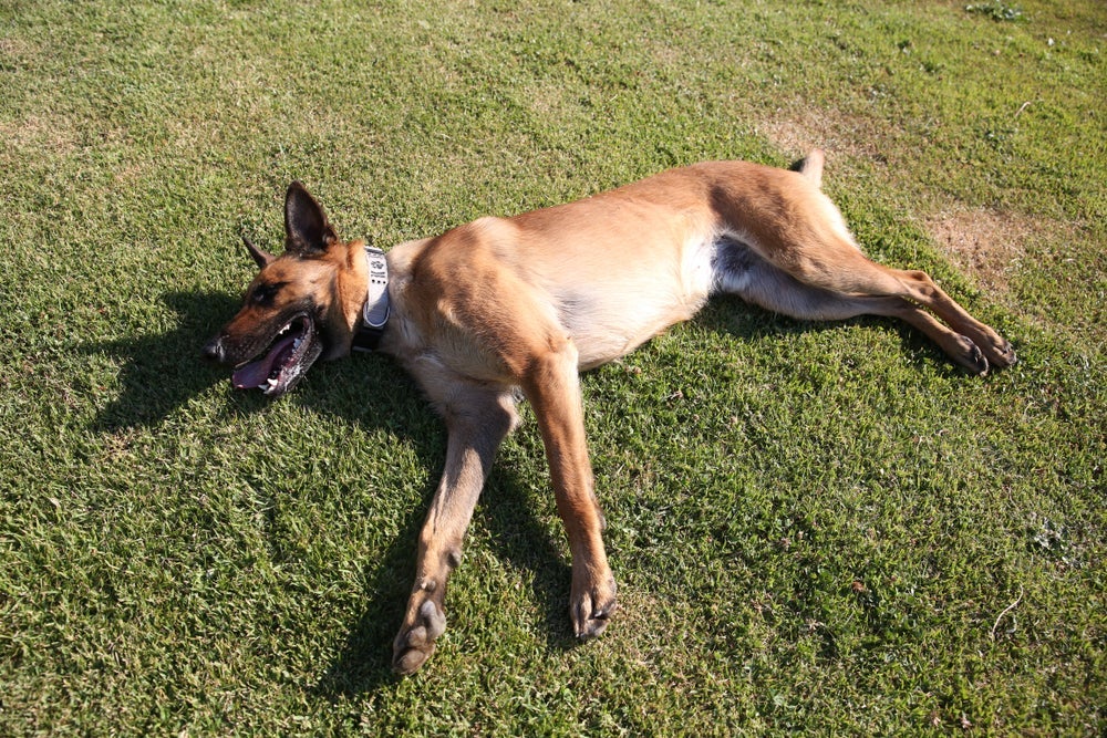 Ensinar cachorro a fingir de morto e rolar são comandos mais avançados