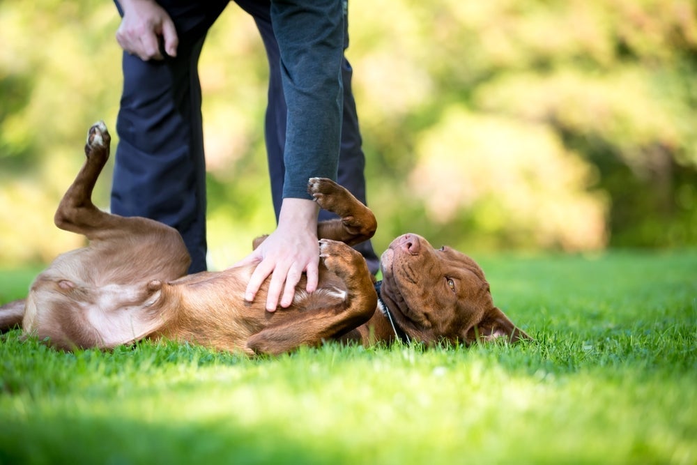O cachorro fingindo de morto vai ficar paradinho após ouvir o comando