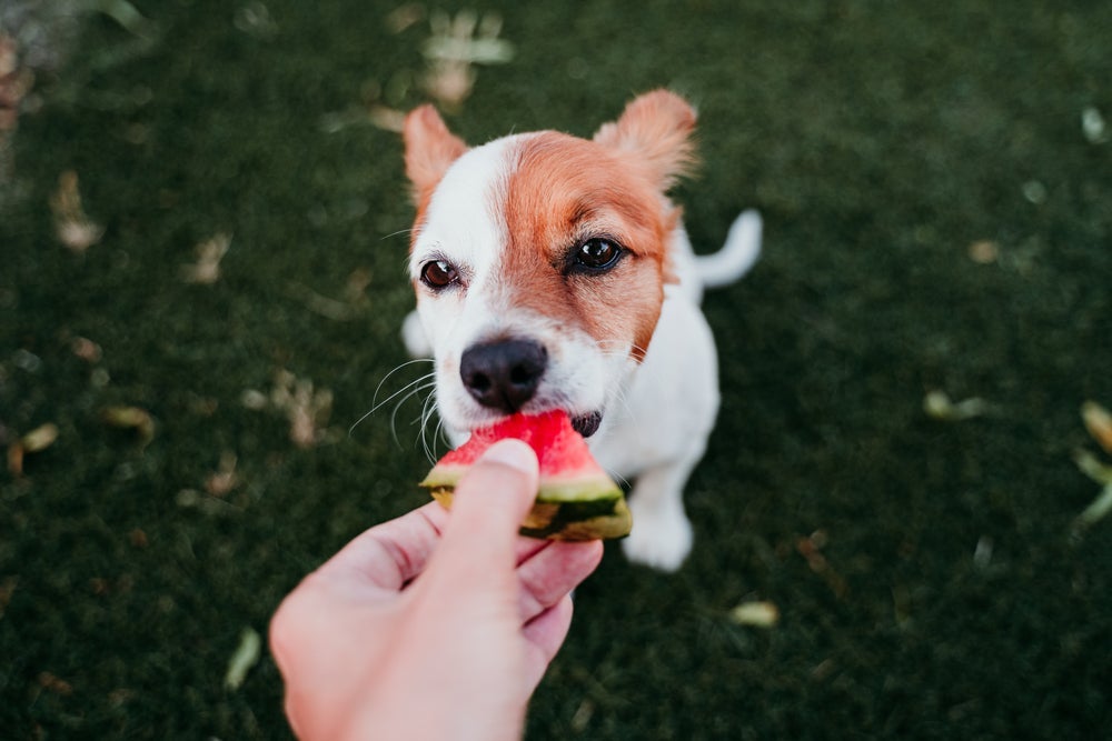 Saber quais frutas que cachorro não pode comer também é importante