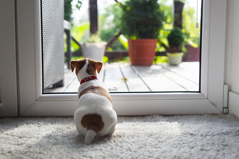 Tela para cachorro não fugir, adestramento e mudanças na rotina evitam as fugas do cachorro
