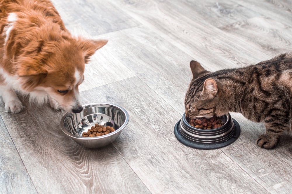 O cachorro e o gato demandam alguns gastos com a alimentação
