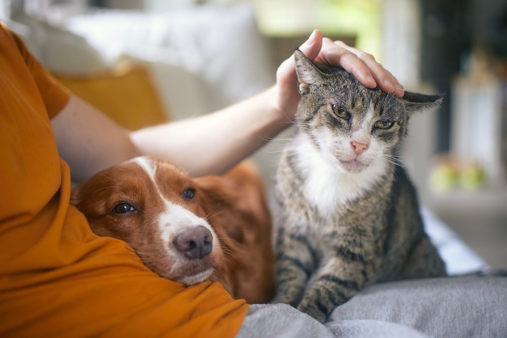 Os sinais de um cachorro ou gato feliz são muito parecidos