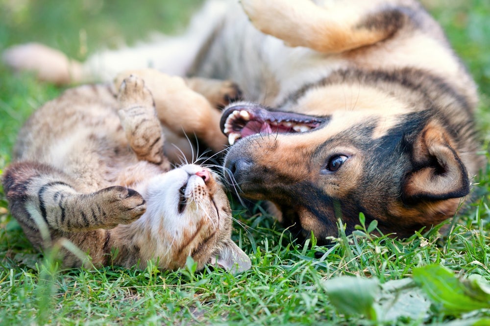O comportamento do cachorro e do gato é cheio de curiosidades