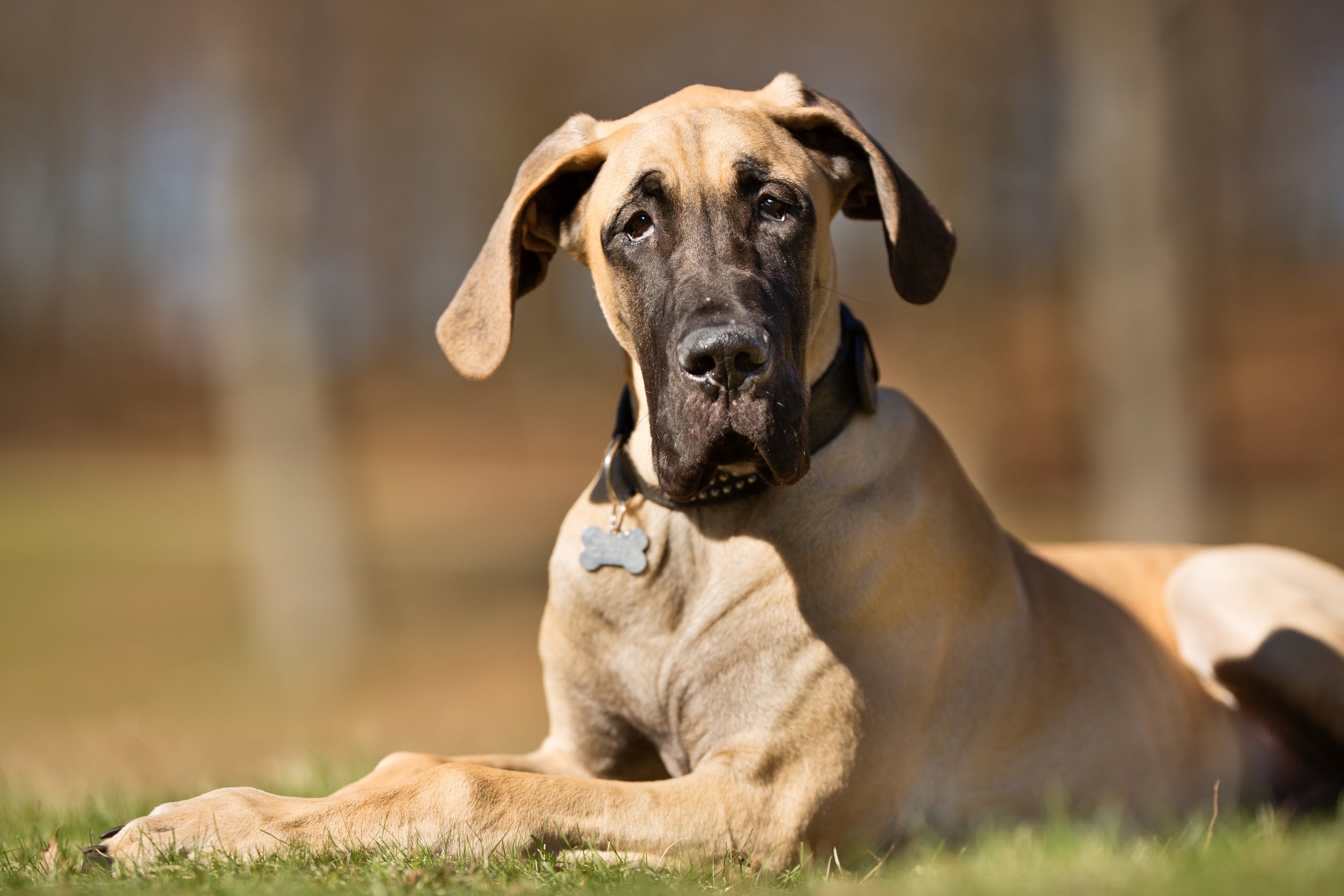 O Dogue Alemão é musculoso e tem uma presença bastante imponente