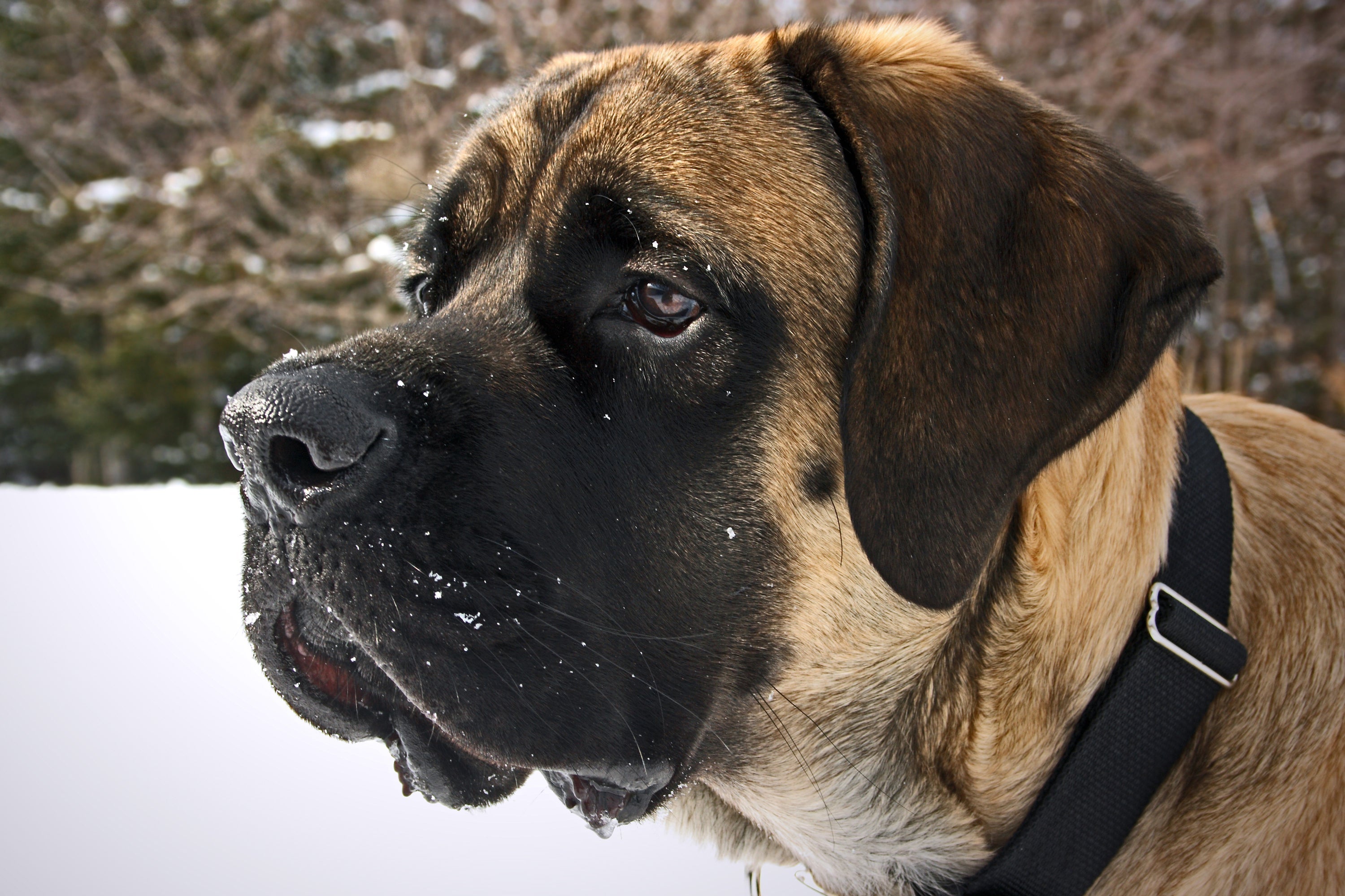 Mastim Inglês: uma das raças de cachorro gigante mais notáveis