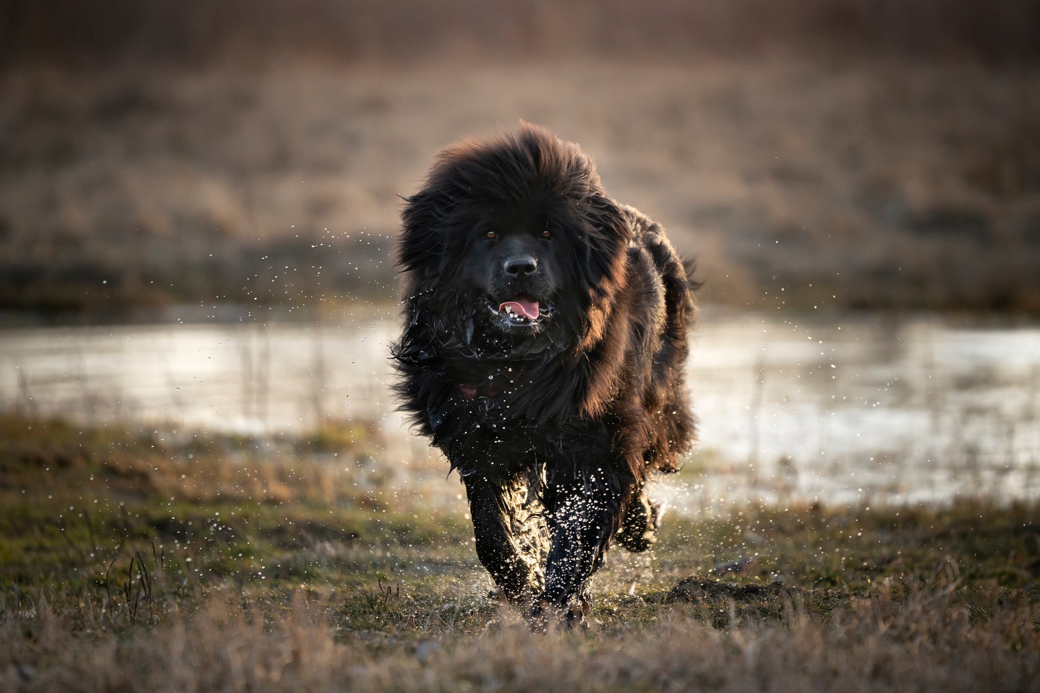 O cachorro Terra Nova se dá muito bem na água