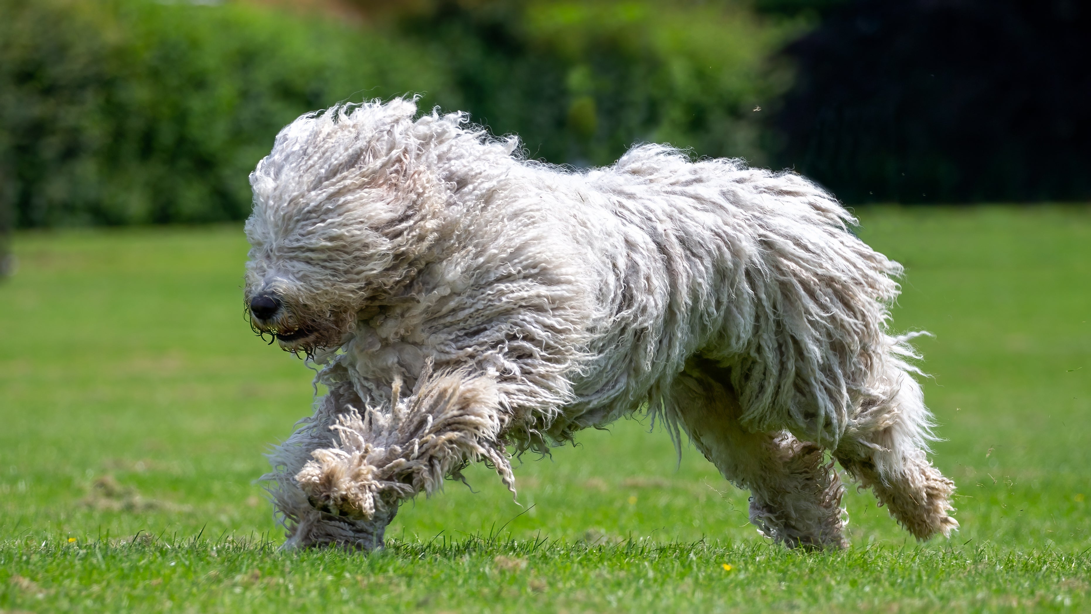 Komondor: impossível não notar esse cãozinho na rua!
