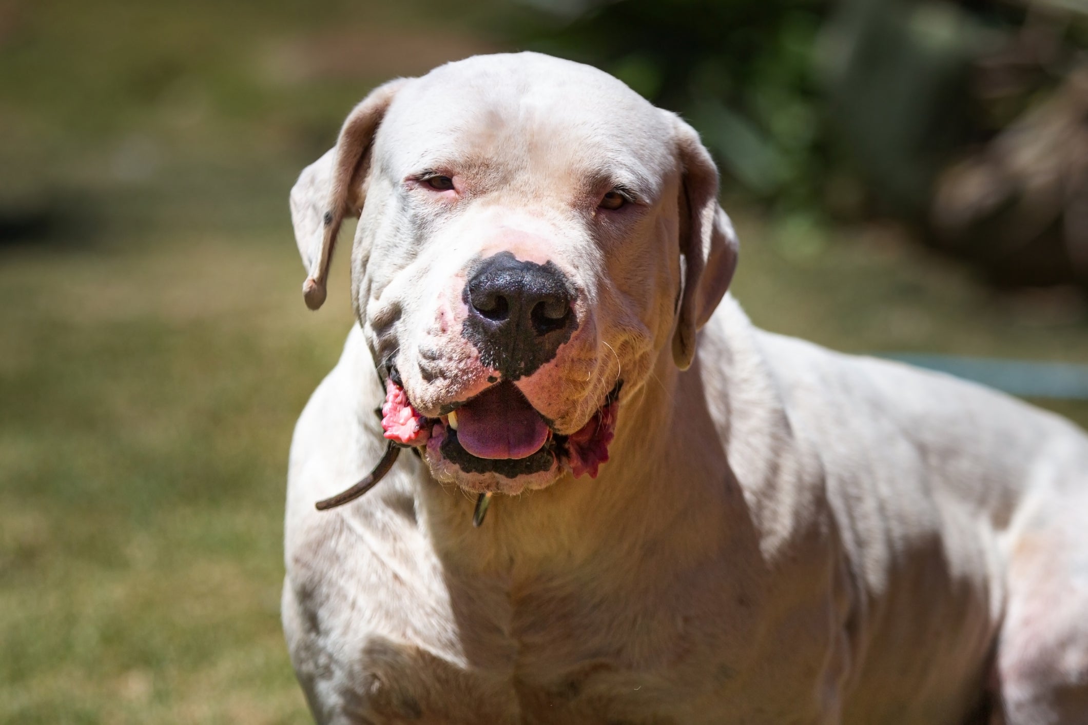 O Dogo Argentino parece imponente, mas na verdade é muito calmo e sensí­vel