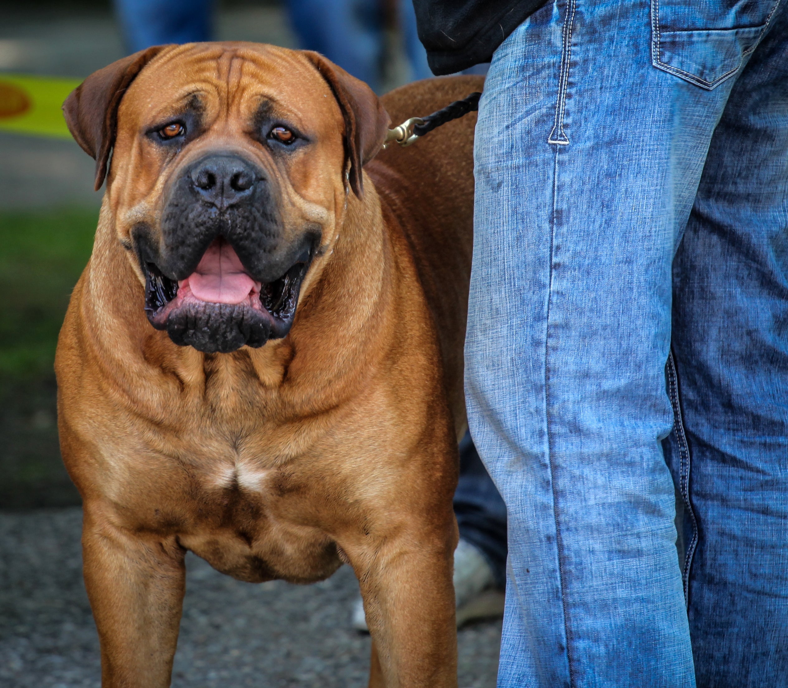 O Boerboel africano é um grande companheiro!