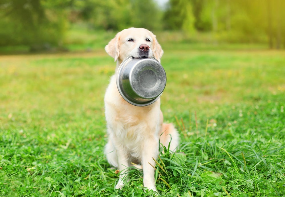 O Golden Retriever é um cachorro comilão