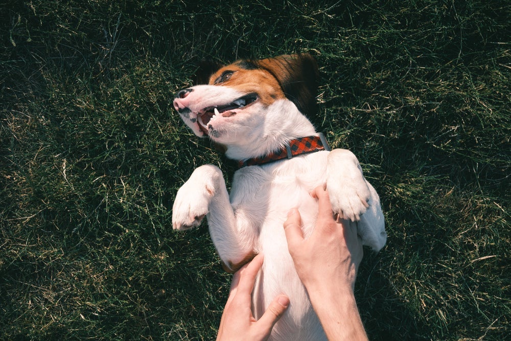Deixa que o cachorro se deite e aproveite o carinho na barriga!