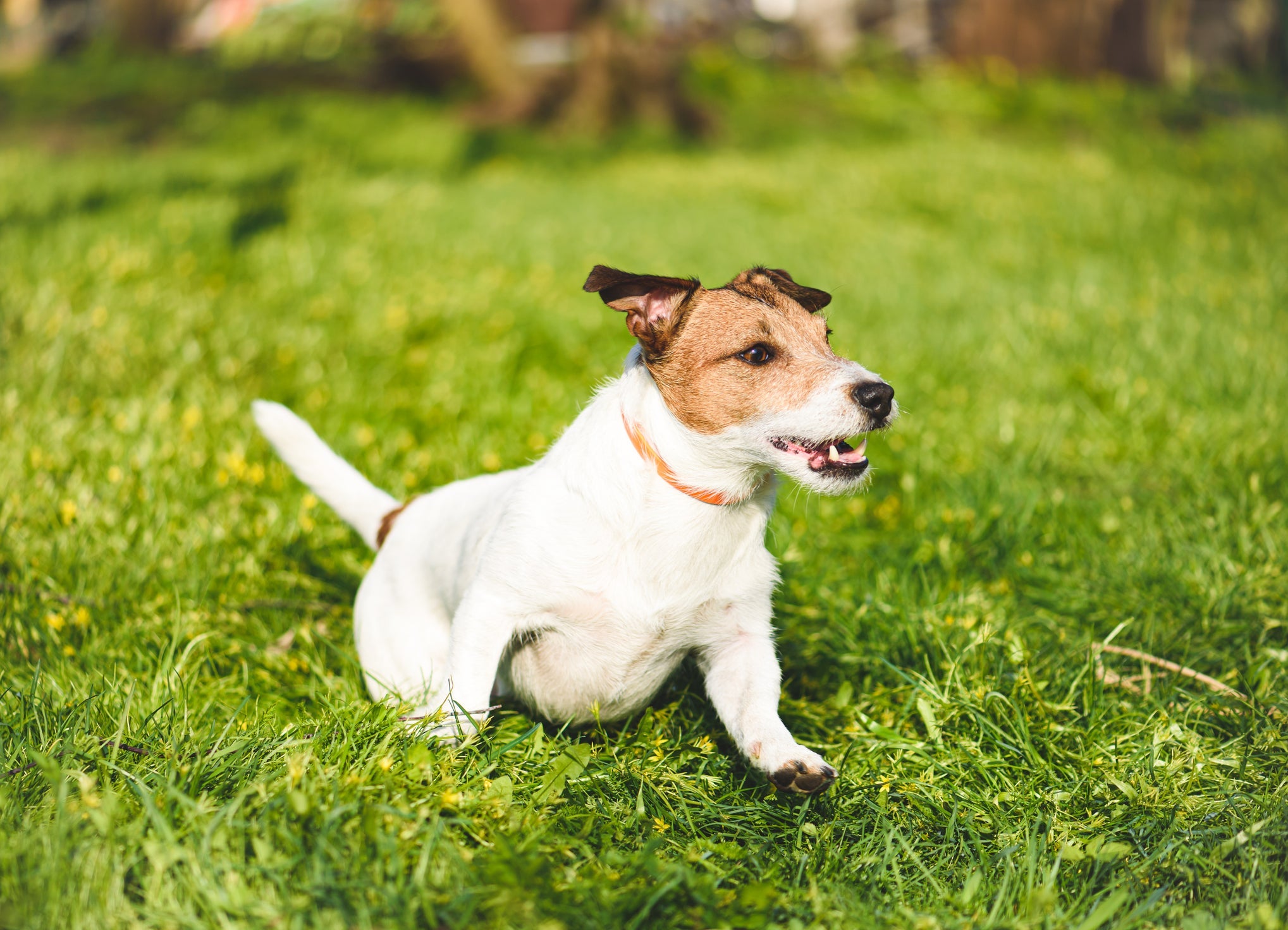 Cachorros de pequeno porte também podem ser bastante ativos. Um exemplo disso é o Jack Russell Terrier