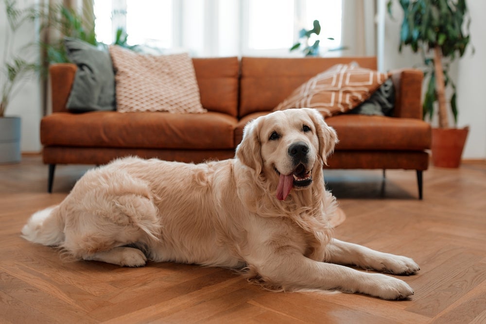 Cachorro grande pode se adaptar bem em espaços menores e é sempre uma ótima companhia. 
