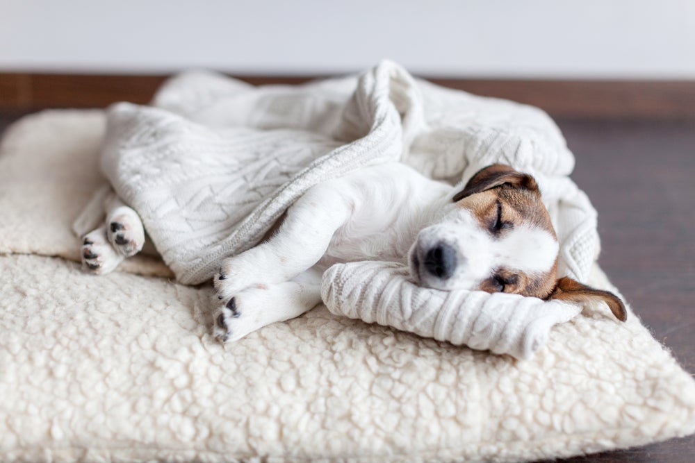 Para evitar um cachorro gripado no inverno, é preciso proteger o pet do frio e aumentar sua imunidade