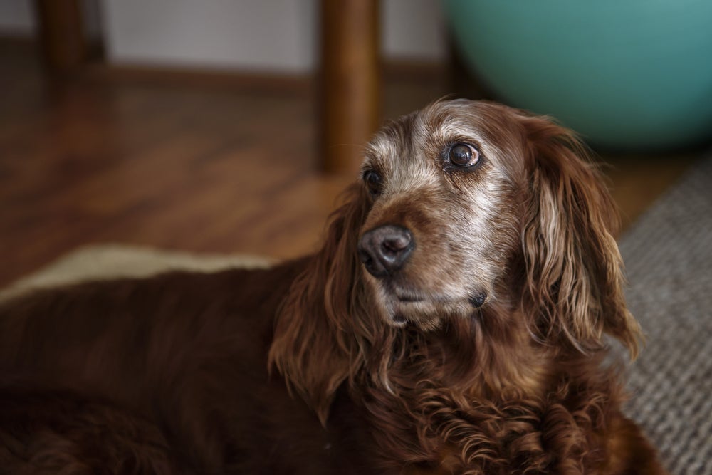 O cachorro idoso normalmente apresenta pelos brancos na região dos olhos e focinho