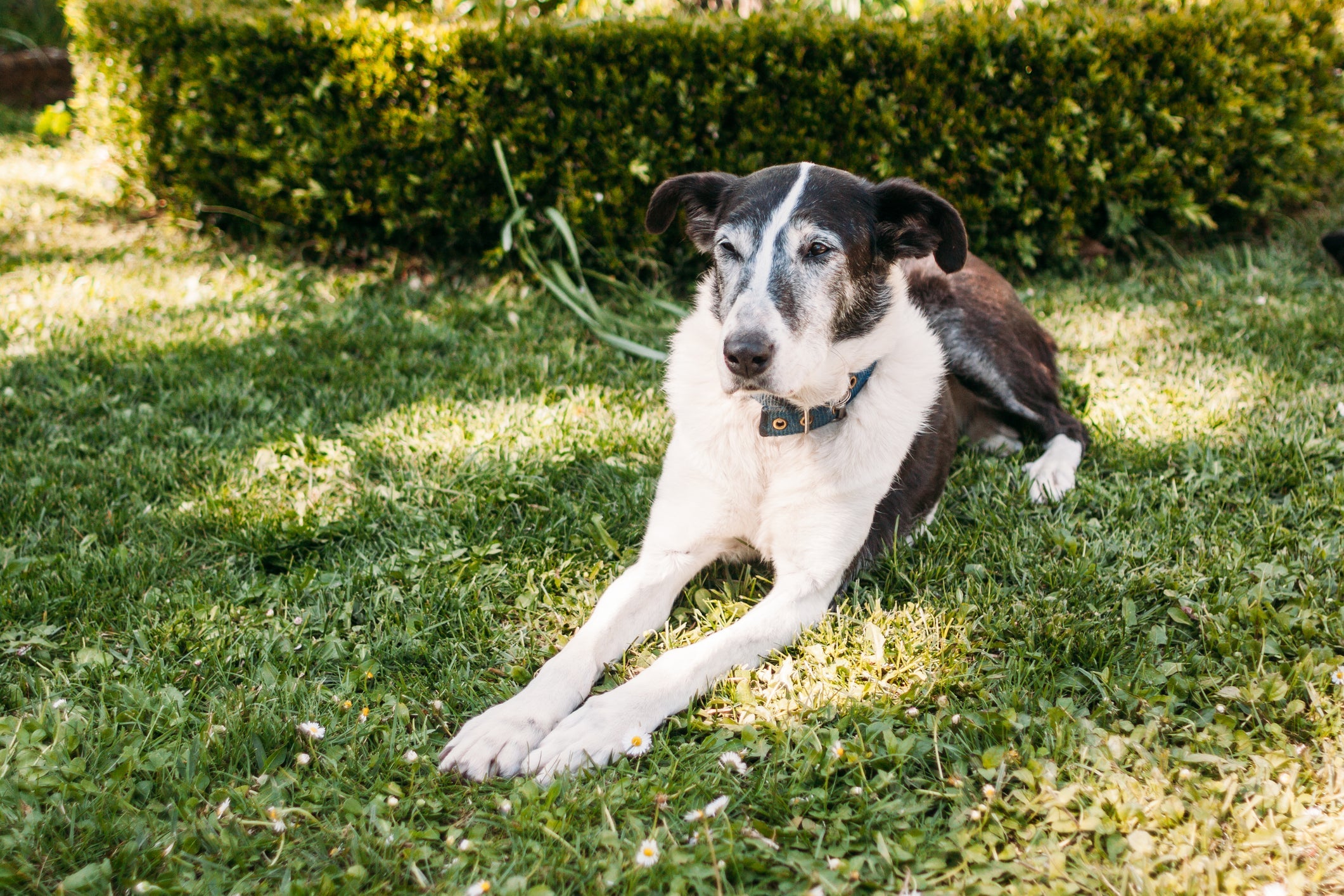 O cachorro idoso também precisa se exercitar