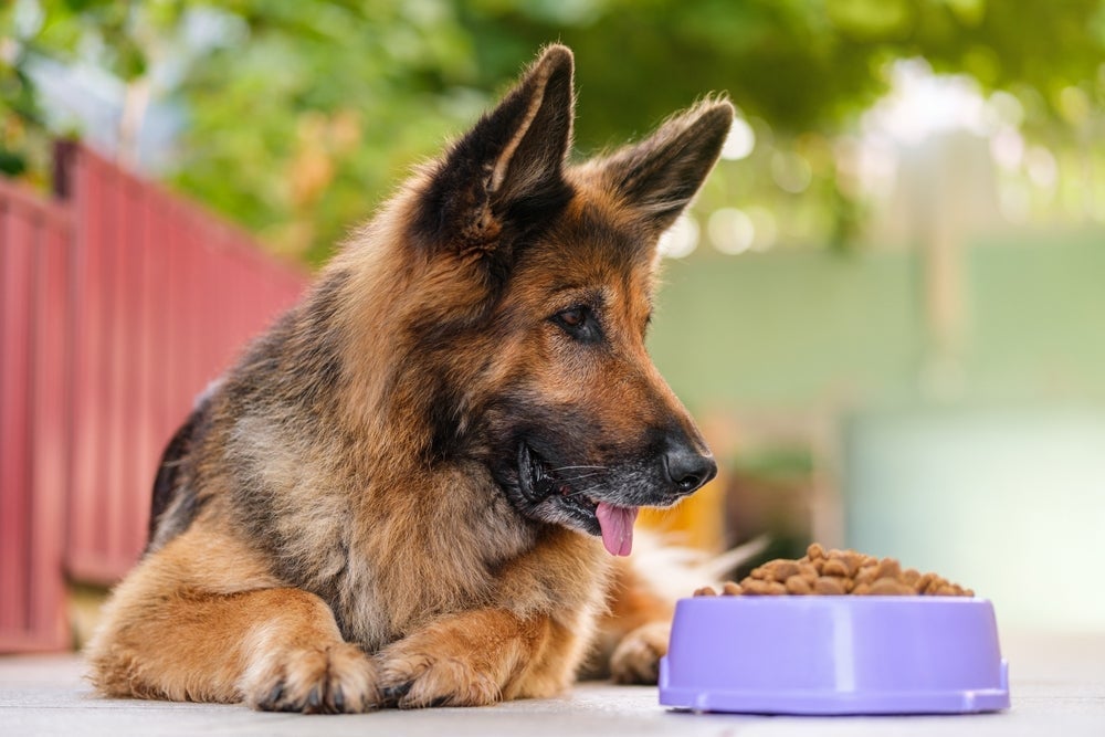 Oferecer uma ração para cachorro idoso adequada para as necessidades do pet é essencial para a saúde canina