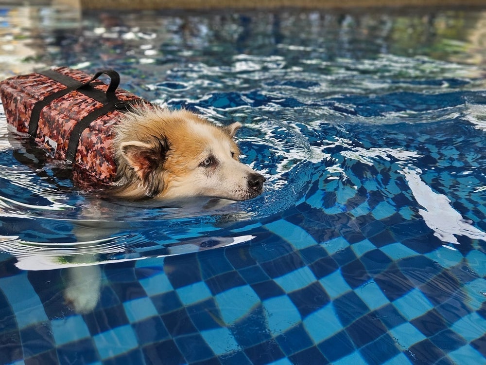 A natação para cachorro idoso é super benéfica