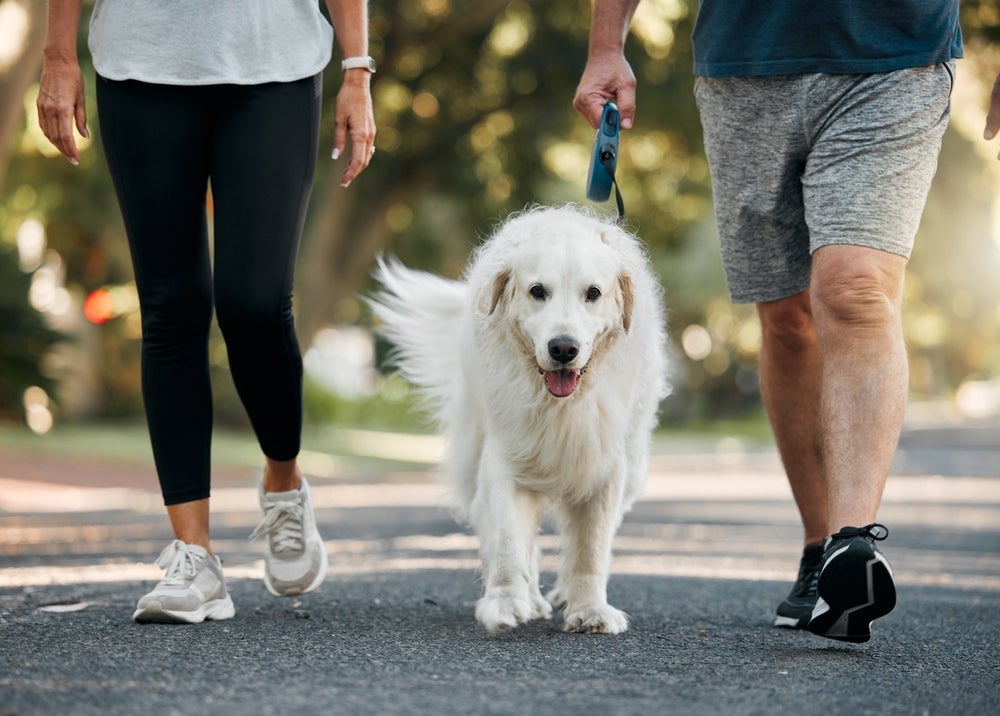 O cachorro idoso precisa de caminhadas para se movimentar
