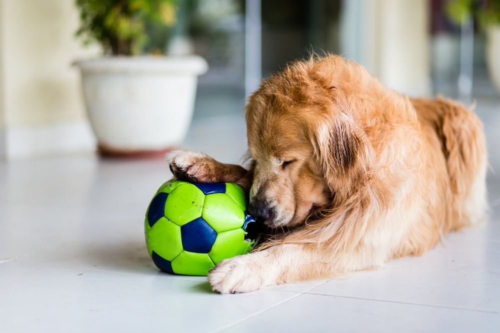 Cachorros idosos não deixam de brincar e podem se tornar mais apegados aos seus brinquedos preferidos.