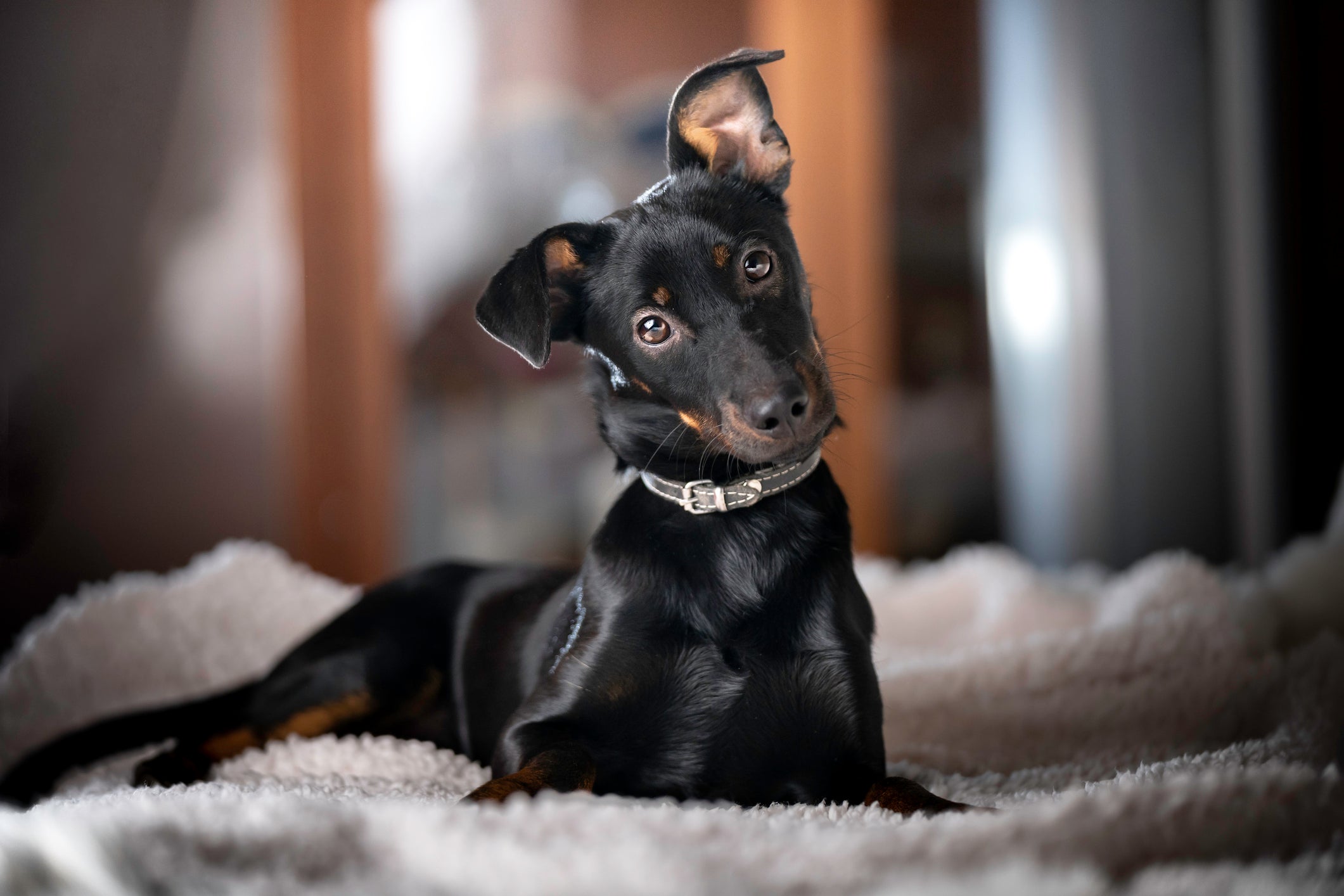 O Pinscher também precisa se exercitar para gastar energia e driblar o tédio