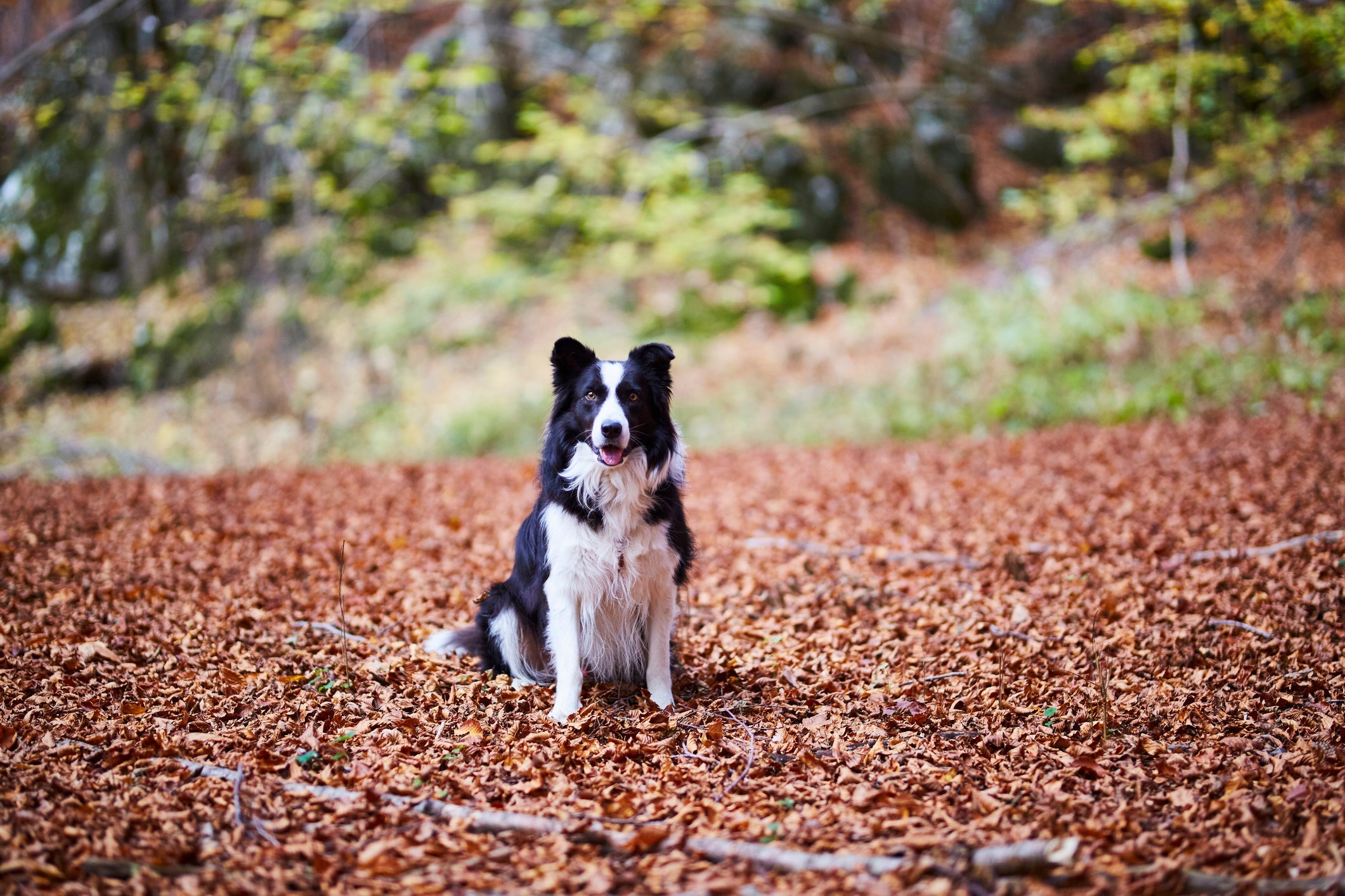 Border Collie é o cachorro mais inteligente do mundo