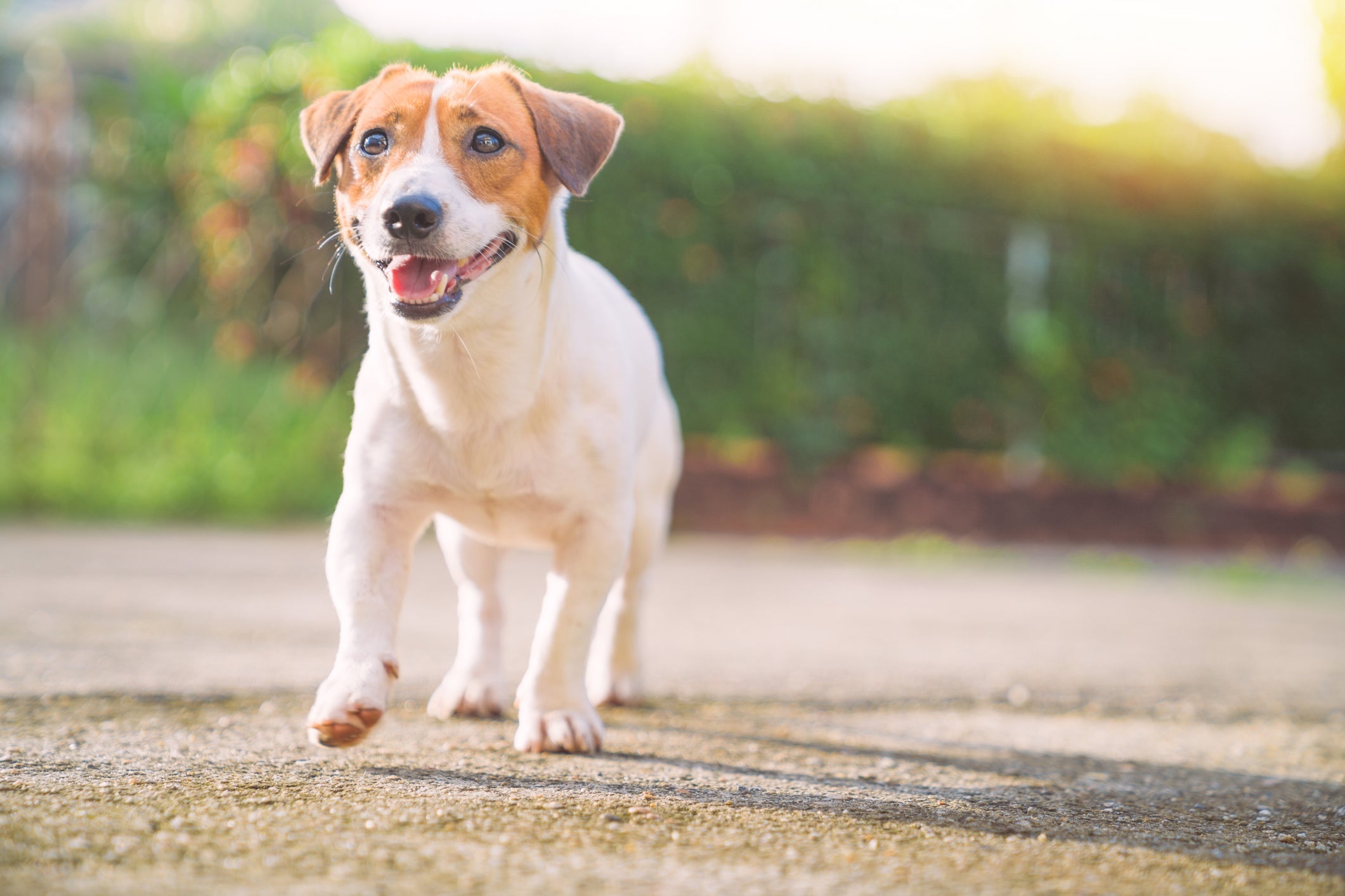 Apesar de pequeno, o Jack Russell Terrier é super ativo e inquieto