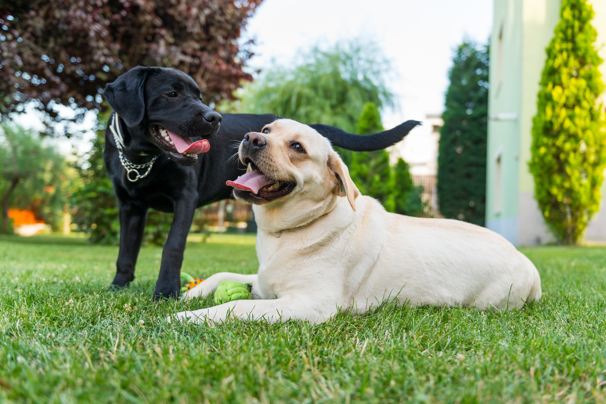 O cachorro Labrador não perde a oportunidade de uma boa brincadeira com a sua famí­lia