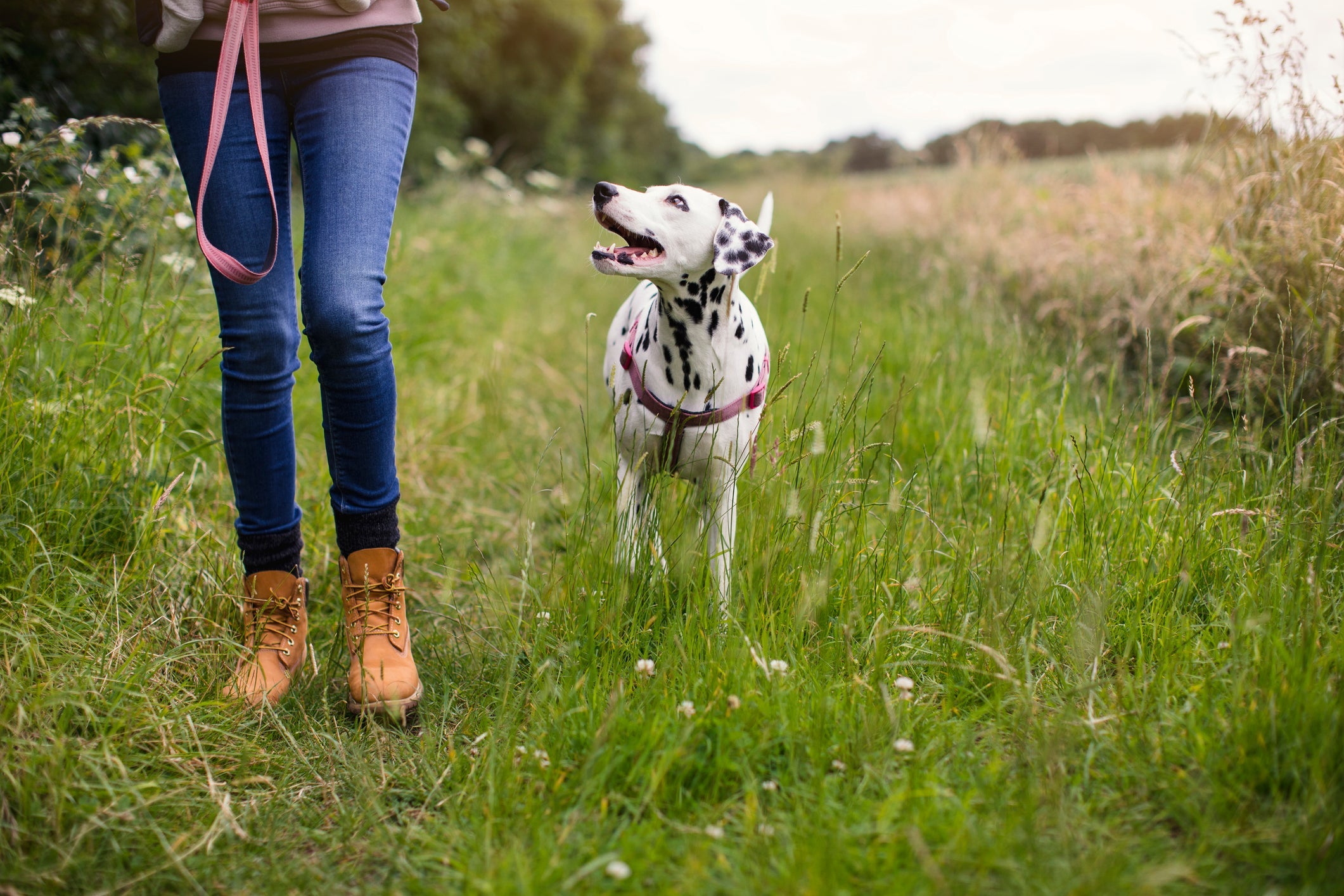Às vezes o cachorro segue o dono por causa do comportamento de matilha
