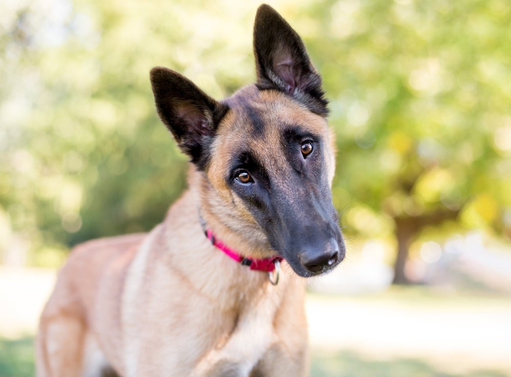 Um cachorro mais inteligente consegue reconhecer certas palavras e vira a cabeça quando as ouve