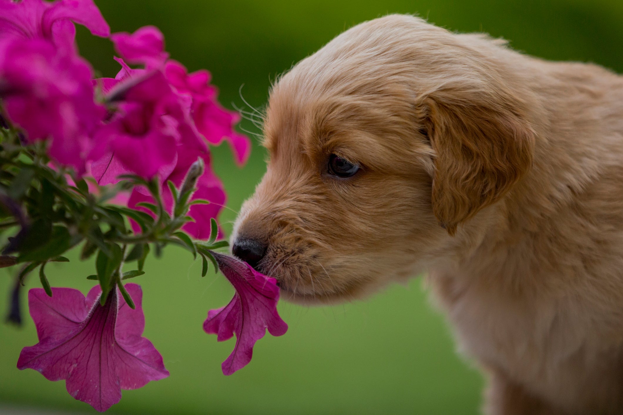 A azaleia é uma flor que pode deixar o cachorro intoxicado 
