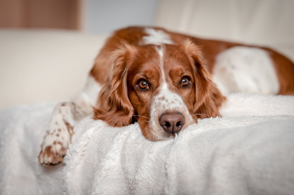 Para evitar o cachorro intoxicado por medicamentos, não esqueça de manter os remédios longe do animal