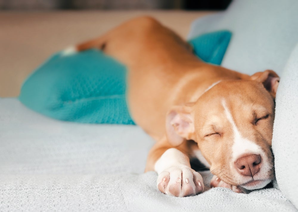 Intoxicação por chumbo: cachorro vomitando é um dos principais sintomas