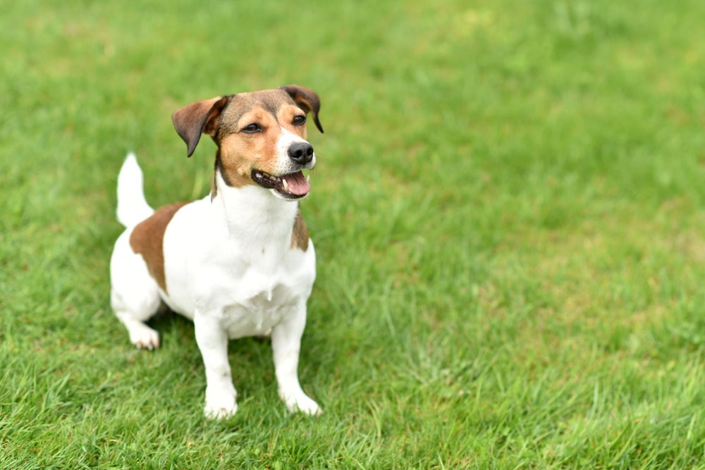 Os cães Jack Russell podem ser a companhia ideal para quem está disposto a gastar energia.