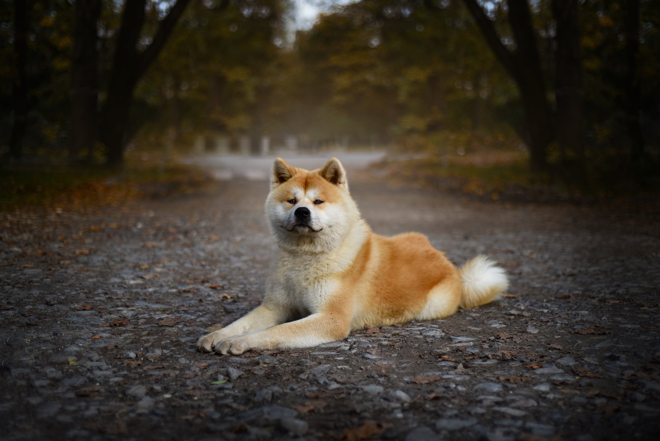 O Akita Inu é uma raça de cachorro japonês independente