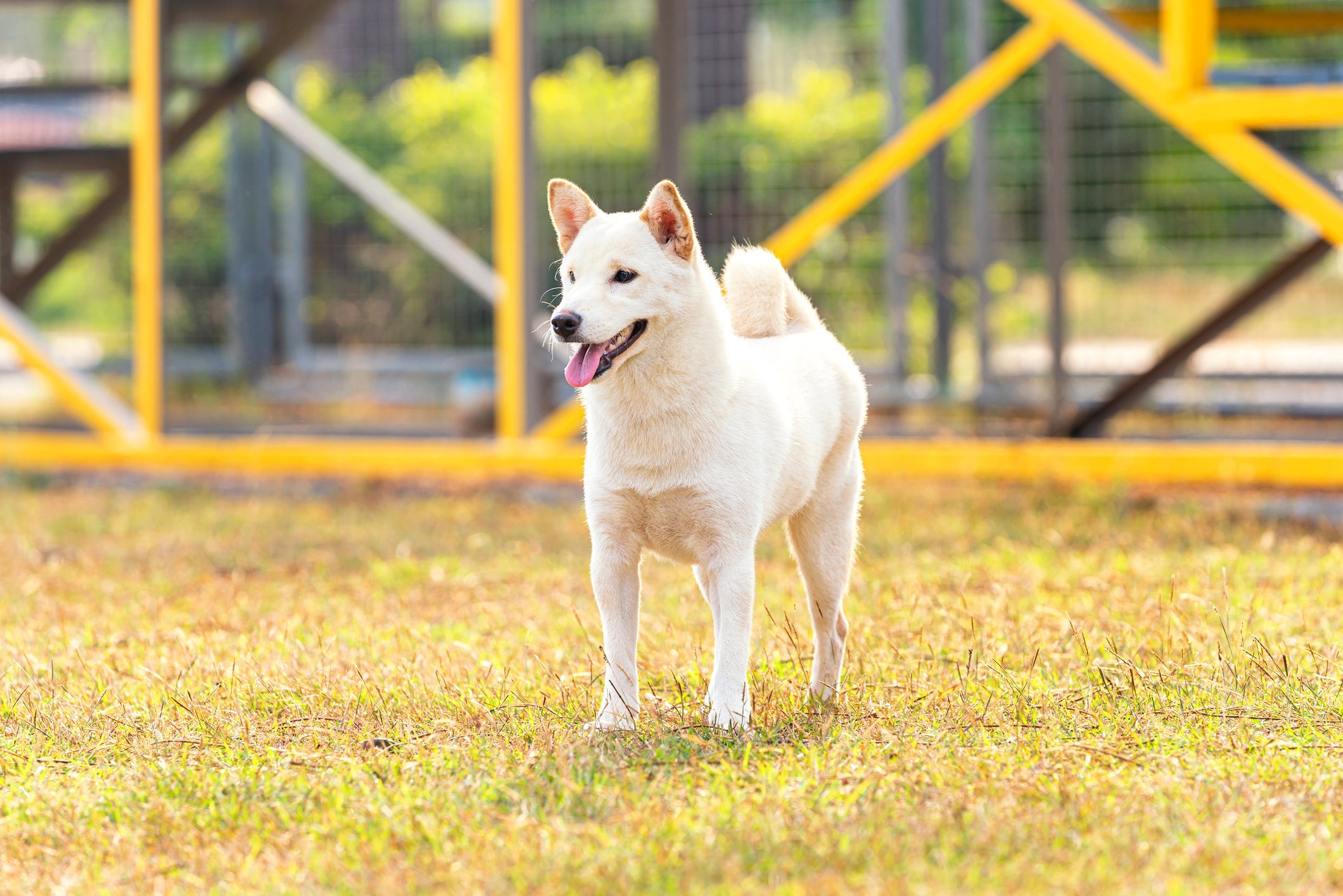 Hokkaido Inu é a raça de cachorro japonês mais rara do país
