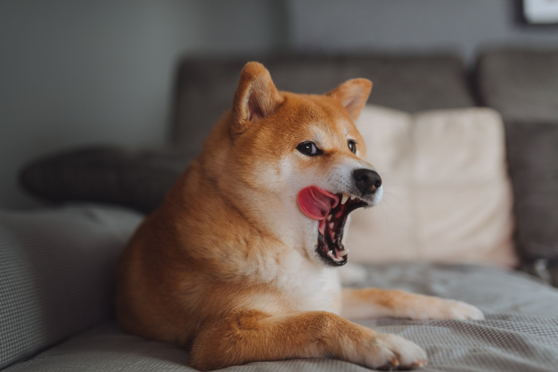 O Shiba Inu é o cachorro japonês mais antigo do paí­s
